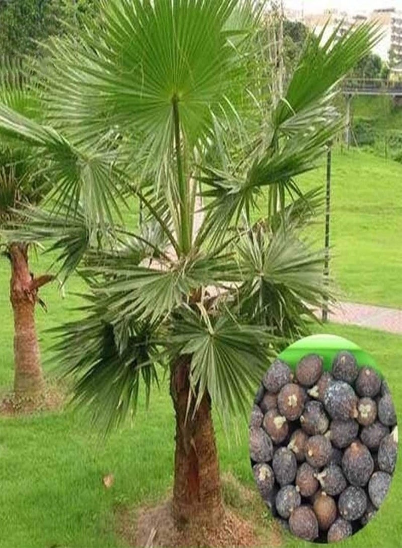 GGOOT Green Garden Flower Plants-10Pcs Palmae Tree Seeds Tropical Ornamental Plant Outdoor Garden Yard Lawn Decor - Palmae Tree Seeds - Image 1