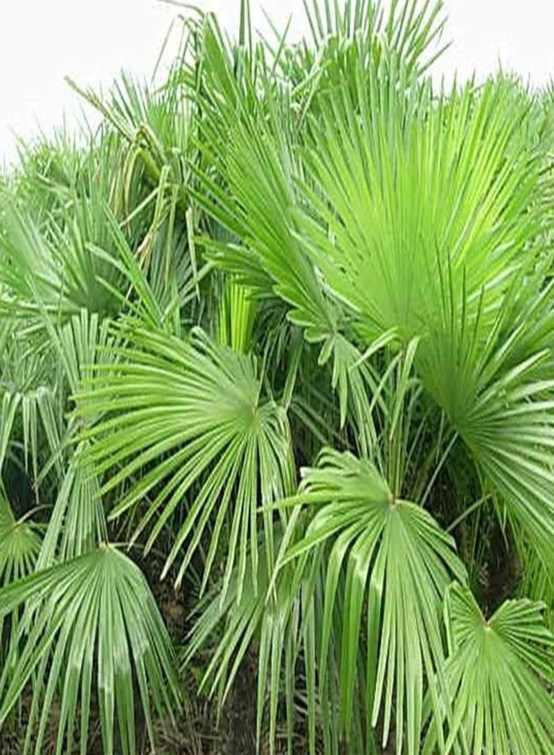 GGOOT Green Garden Flower Plants-10Pcs Palmae Tree Seeds Tropical Ornamental Plant Outdoor Garden Yard Lawn Decor - Palmae Tree Seeds - Image 3