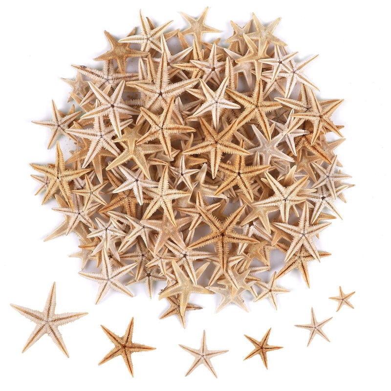 100 Pcs Small Starfish Star Sea Shell Beach for Craft 041