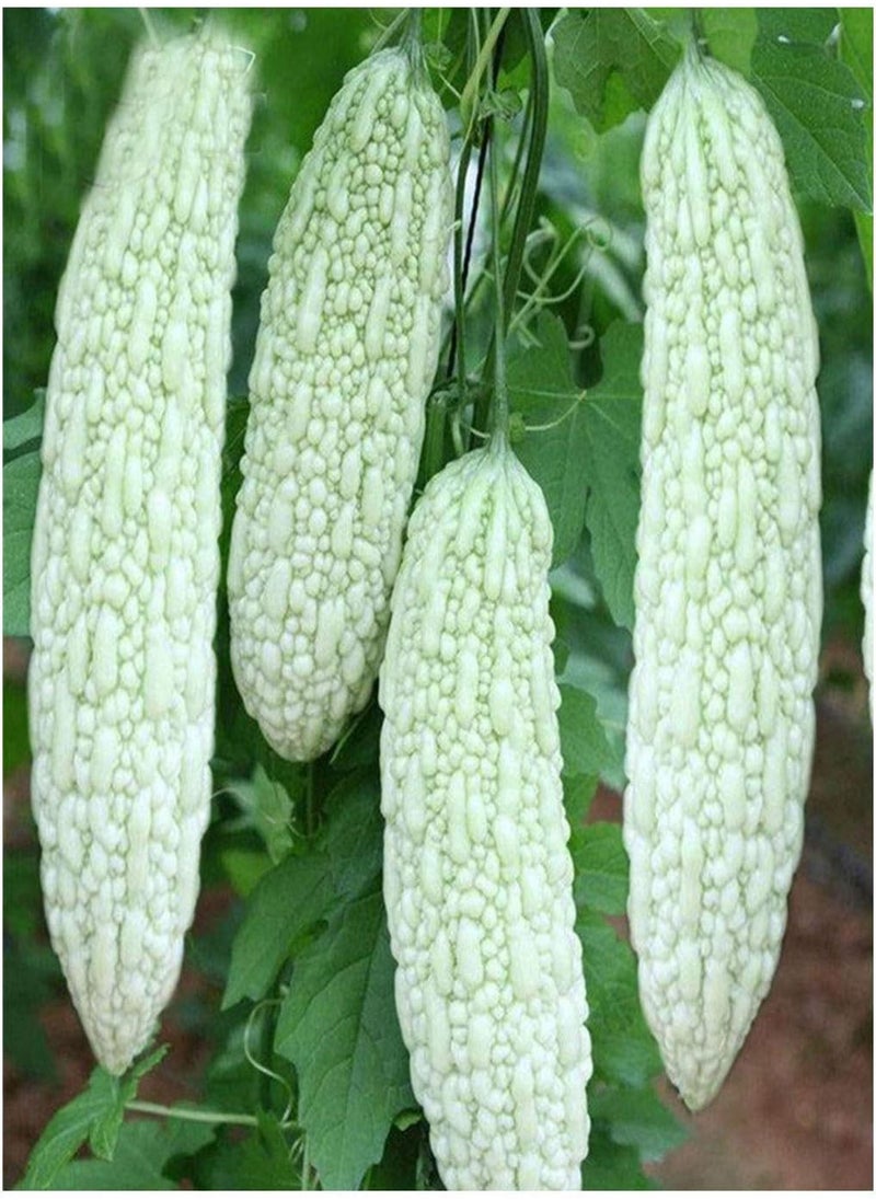 GGOOT White Bitter Gourd Balsam pear Bitter Melon 20 Seeds Garden Vegetable  Original Color Package 原装彩包白苦瓜种子 