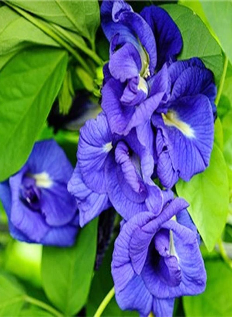 GGOOT 30 Seeds Blue Climbing Butterfly Pea Seeds Wild Blue Vine Darwin Cordofan Pea Bluebellvine Seeds- Decorative Flower for Home Garden Yard Decor  - Image 5