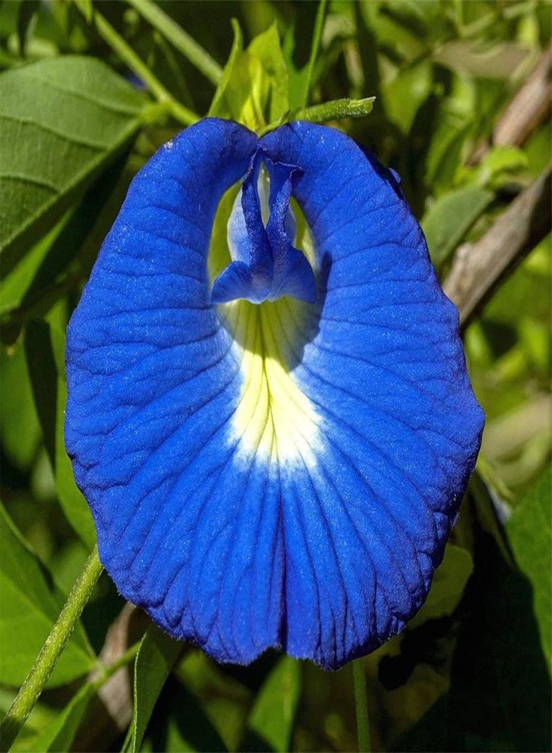 GGOOT 30 Seeds Blue Climbing Butterfly Pea Seeds Wild Blue Vine Darwin Cordofan Pea Bluebellvine Seeds- Decorative Flower for Home Garden Yard Decor  - Image 1