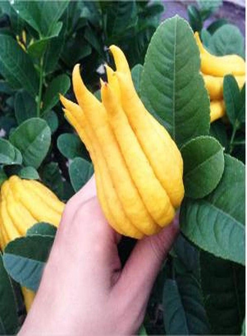 GGOOT 50pcs Pepper Seeds Special Shape Adaptable Planted Throughout The Year DIY Home Garden Natural Decoration Fresh Aroma Special Colors Can Be Used for Viewing - Image 2
