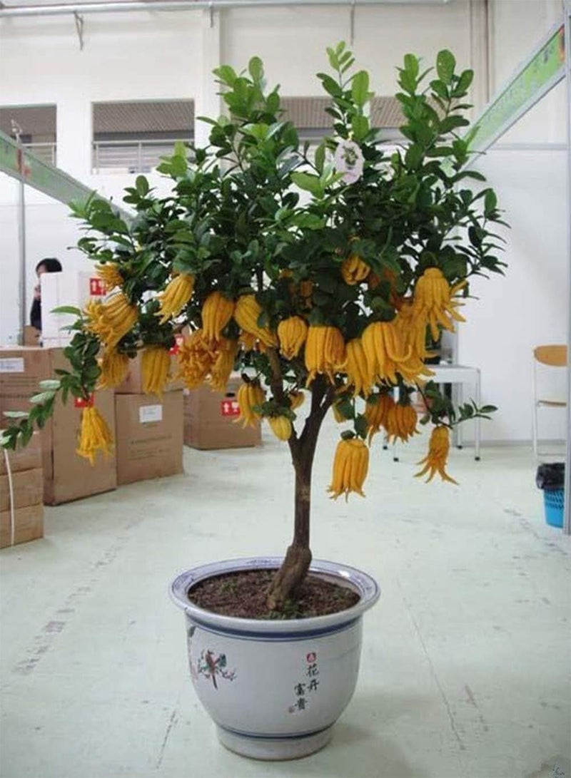 GGOOT 50pcs Pepper Seeds Special Shape Adaptable Planted Throughout The Year DIY Home Garden Natural Decoration Fresh Aroma Special Colors Can Be Used for Viewing - Image 3