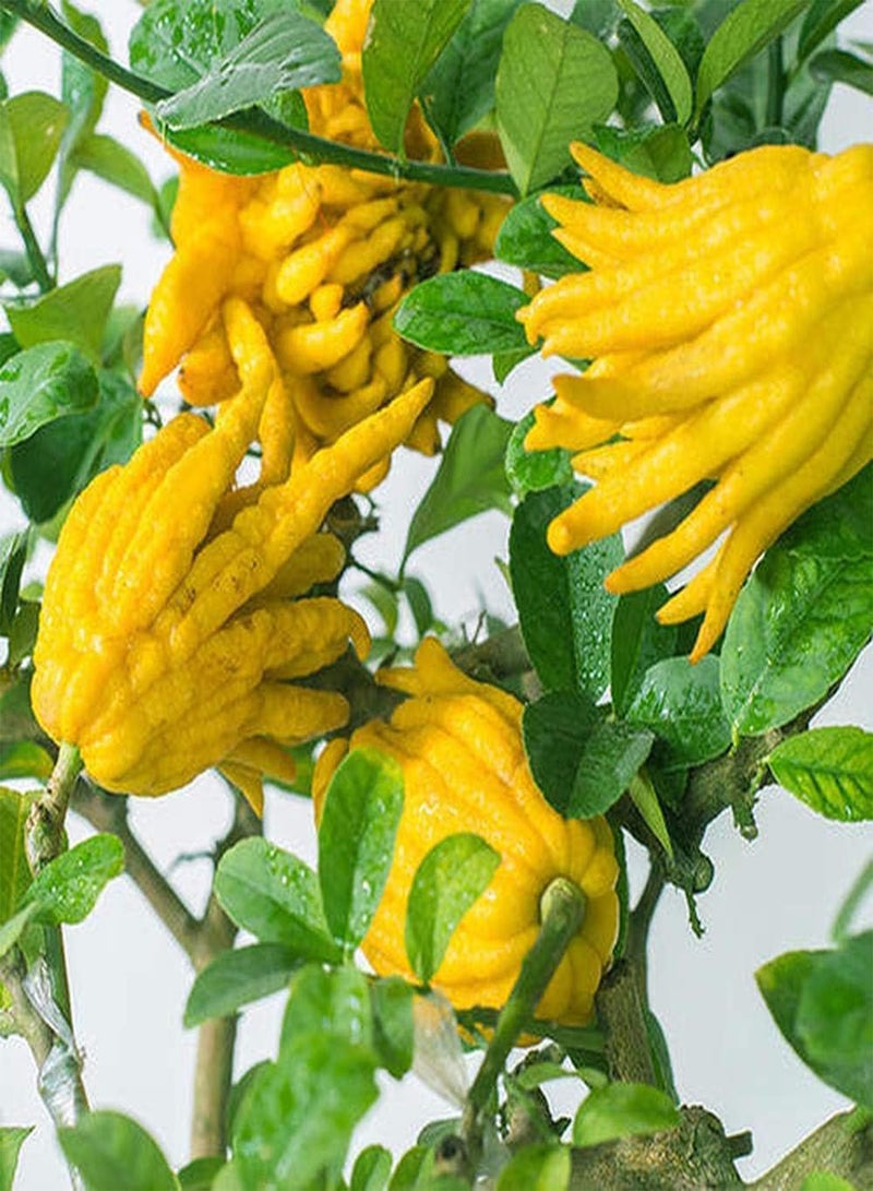 GGOOT 50pcs Pepper Seeds Special Shape Adaptable Planted Throughout The Year DIY Home Garden Natural Decoration Fresh Aroma Special Colors Can Be Used for Viewing - Image 1