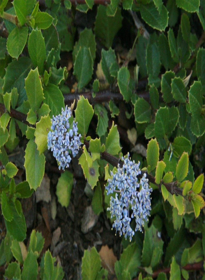 GGOOT 15 + Squaw Carpet  （Ceanothus prostratus）Groundcover Plant CombSH - Image 2