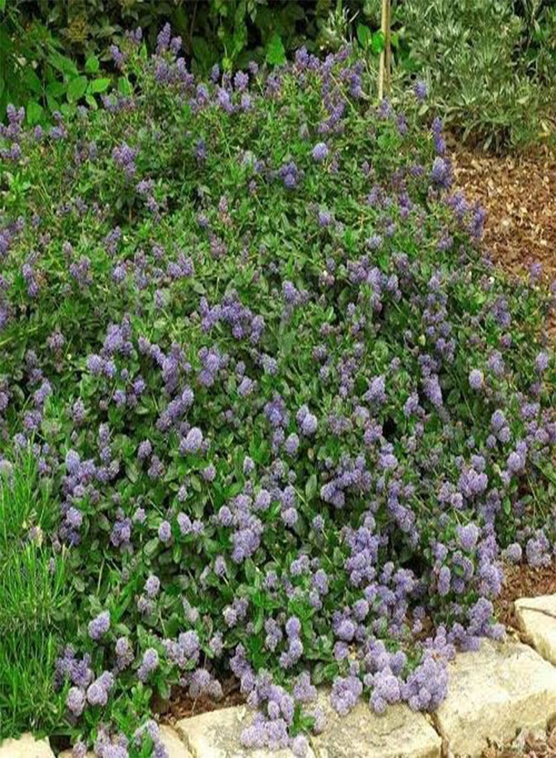 GGOOT 15 + Squaw Carpet  （Ceanothus prostratus）Groundcover Plant CombSH - Image 1
