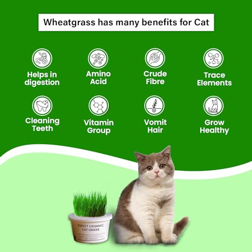 Gachwala Sweet Organic Cat Grass Kit, Easy-to-Grow Catgrass, Blend of Organic Wheatgrass, Barley & Rye- Includes Cocopeat & Container, Promotes Digestion & Reduces Hairballs of Indoor Cat - Image 3