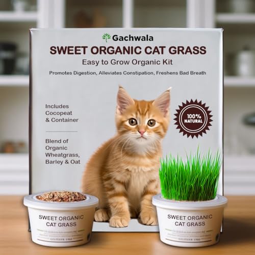 Gachwala Sweet Organic Cat Grass Kit, Easy-to-Grow Catgrass, Blend of Organic Wheatgrass, Barley & Rye- Includes Cocopeat & Container, Promotes Digestion & Reduces Hairballs of Indoor Cat - Image 1