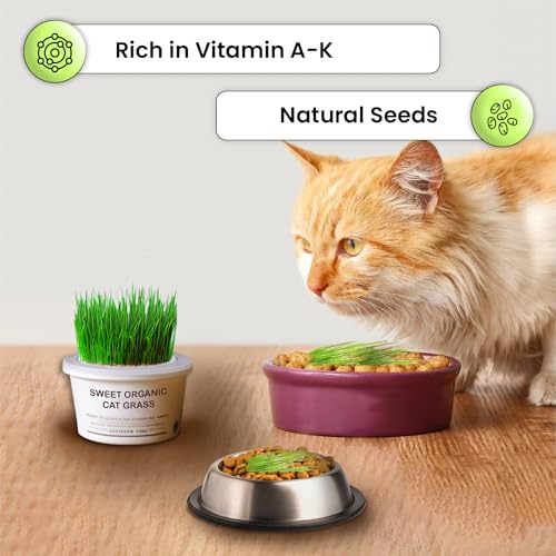Gachwala Sweet Organic Cat Grass Kit, Easy-to-Grow Catgrass, Blend of Organic Wheatgrass, Barley & Rye- Includes Cocopeat & Container, Promotes Digestion & Reduces Hairballs of Indoor Cat - Image 2