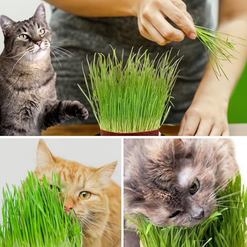 Gachwala Sweet Organic Cat Grass Kit, Easy-to-Grow Catgrass, Blend of Organic Wheatgrass, Barley & Rye- Includes Cocopeat & Container, Promotes Digestion & Reduces Hairballs of Indoor Cat - Image 4