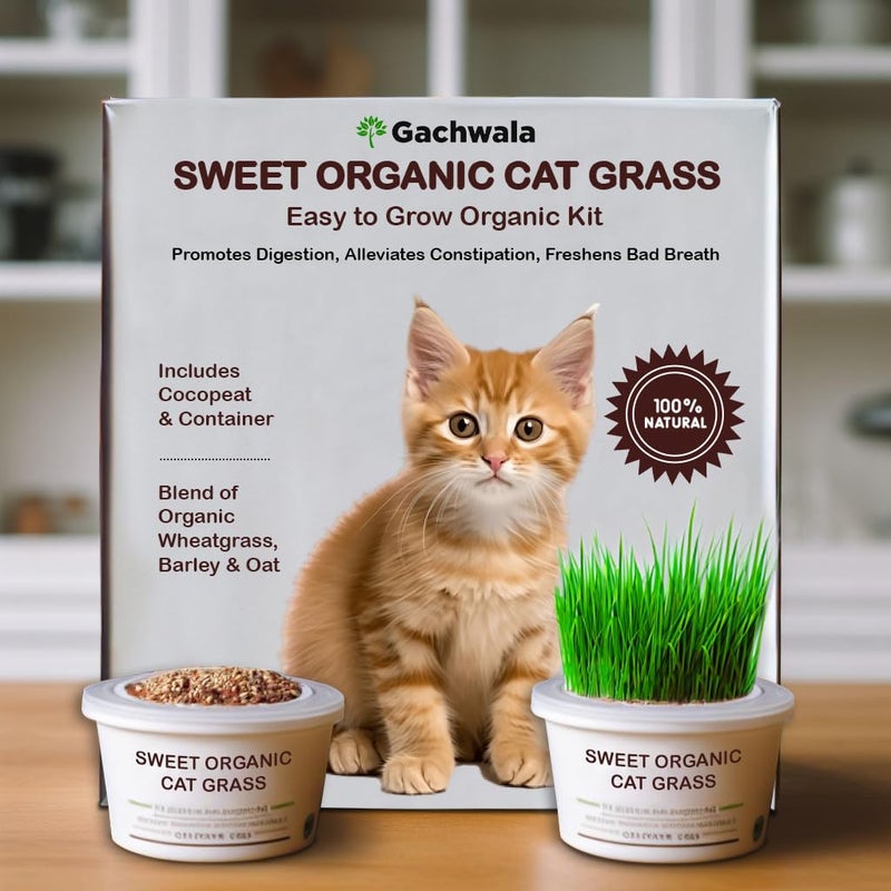 Gachwala Sweet Organic Cat Grass Kit, Easy-to-Grow Catgrass, Blend of Organic Wheatgrass, Barley & Rye- Includes Cocopeat & Container, Promotes Digestion & Reduces Hairballs of Indoor Cat - Image 5