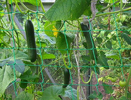 Miuezuth Trellis Netting for Climbing Plants - Heavy Duty Garden Trellis Netting for Cucumber, Vine, Fruits & Vegetables Tomato Plants Trellis Net, Climbing Vining Plants (1-Pack 16.4' x 6.6'Ft) - Image 2