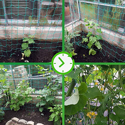 Miuezuth Trellis Netting for Climbing Plants - Heavy Duty Garden Trellis Netting for Cucumber, Vine, Fruits & Vegetables Tomato Plants Trellis Net, Climbing Vining Plants (1-Pack 16.4' x 6.6'Ft) - Image 4