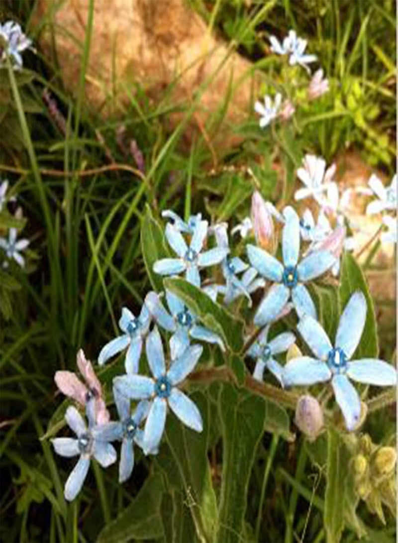 GGOOT 50Pcs Oxypetalum Coeruleum Seeds Spring Flowering Non GMO Oxypetalum Gardening Seeds Blue Flower for Planting Garden Yard Bonsai Oxypetalum coeruleum Seeds - Image 2