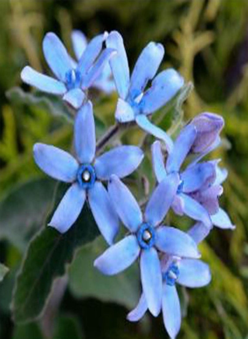 GGOOT 50Pcs Oxypetalum Coeruleum Seeds Spring Flowering Non GMO Oxypetalum Gardening Seeds Blue Flower for Planting Garden Yard Bonsai Oxypetalum coeruleum Seeds - Image 1