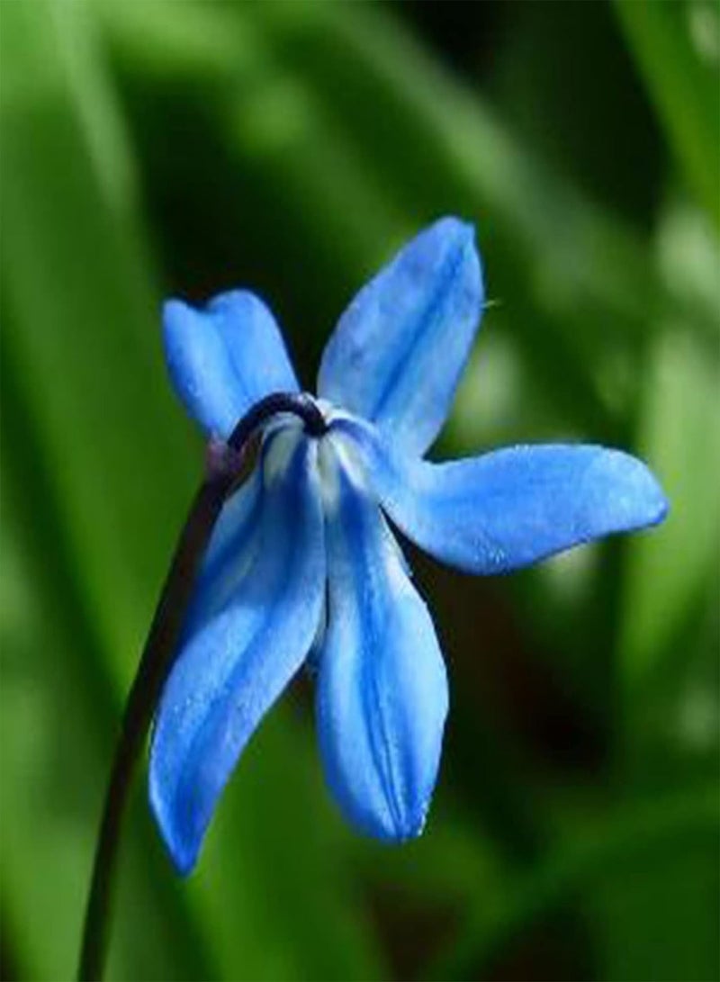 GGOOT 50Pcs Oxypetalum Coeruleum Seeds Spring Flowering Non GMO Oxypetalum Gardening Seeds Blue Flower for Planting Garden Yard Bonsai Oxypetalum coeruleum Seeds - Image 3