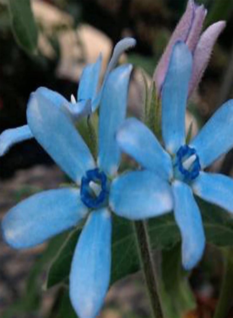 GGOOT 50Pcs Oxypetalum Coeruleum Seeds Spring Flowering Non GMO Oxypetalum Gardening Seeds Blue Flower for Planting Garden Yard Bonsai Oxypetalum coeruleum Seeds - Image 5