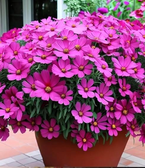 Earth Hopper Low Maintenance Hybrid Flower Seeds Combo Pack- All Year Flower Seeds Supply (15 VARIETIES) - Image 2