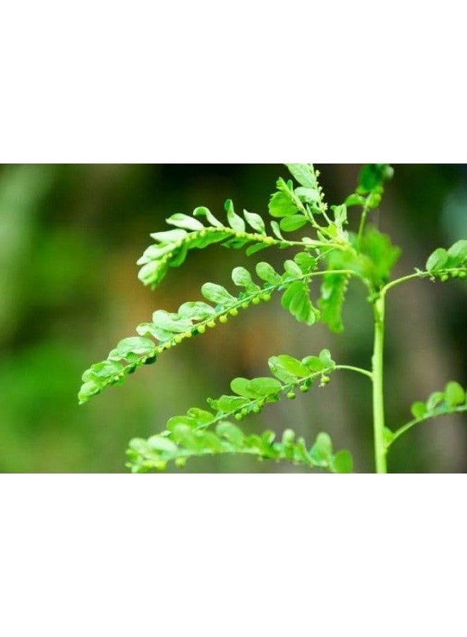 Heilen Biopharm Heilen Biopharm Bhoomi Amla Powder For Health Improvement - 100 g Pack of 1  - Image 4