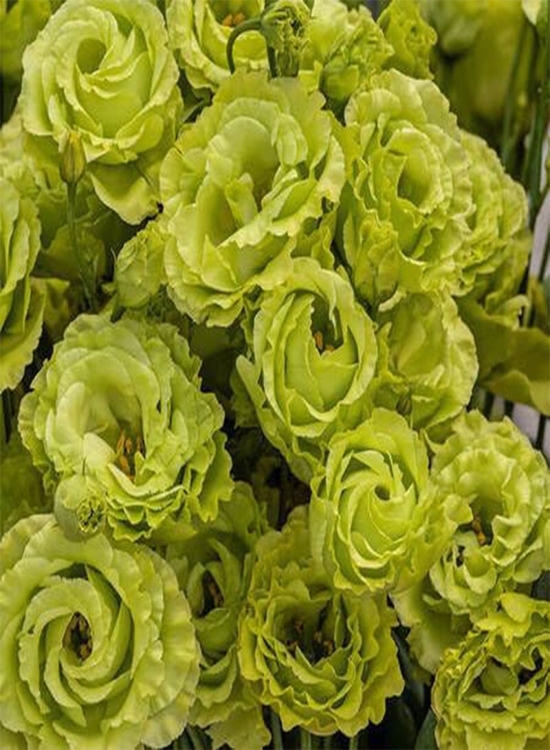 GGOOT 10pcs Fresh Green Lisianthus Flower Seeds - Image 2