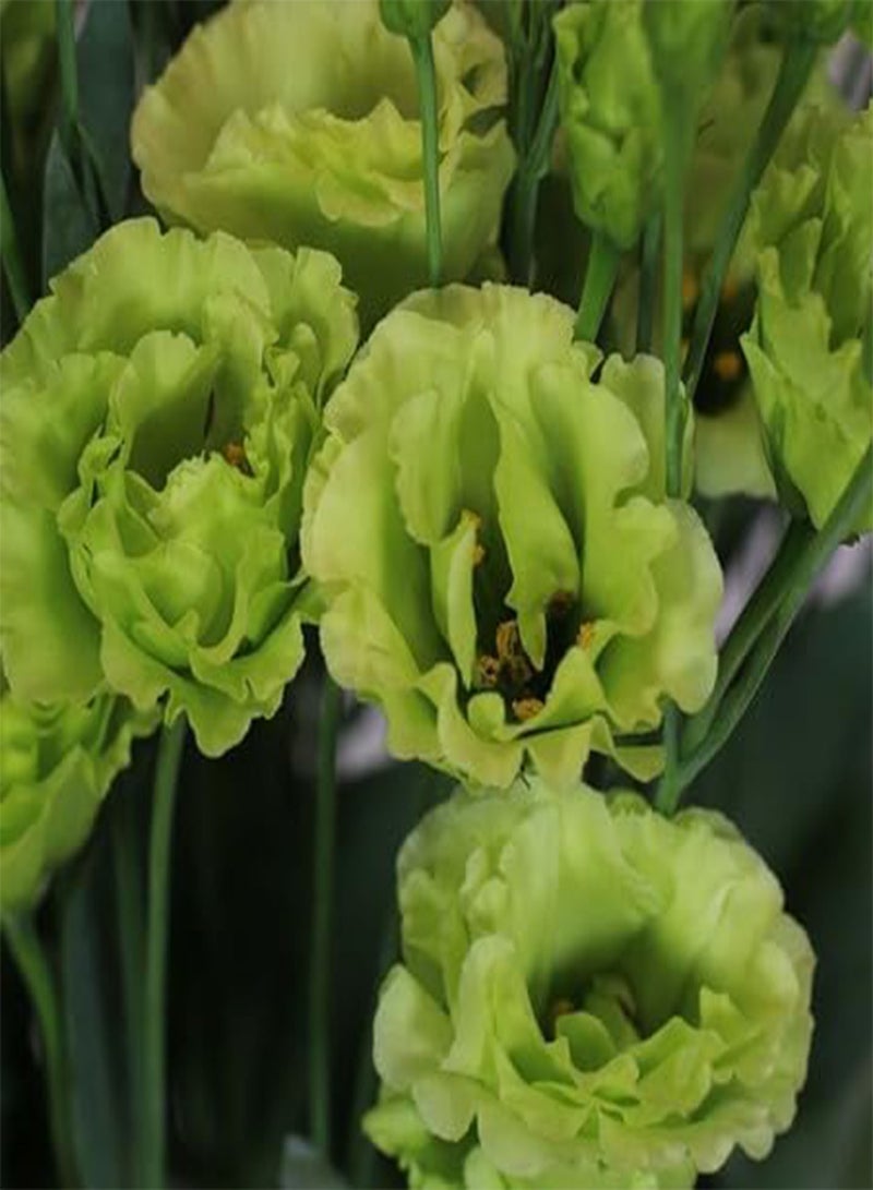 GGOOT 10pcs Fresh Green Lisianthus Flower Seeds - Image 1