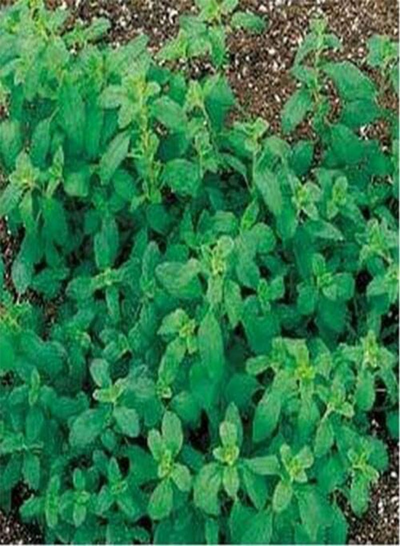 جي جوت المردقوش (ماجورانا هورتنسيس) - 100 بذرة - Image 2