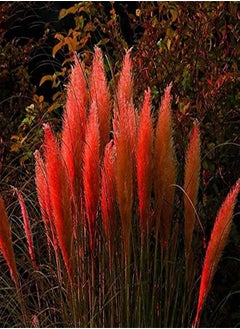 350Pcs Plant Seeds Quick Germination Multi-Color Pampas Grass Plant Ornamental Seeds for Outdoor - Red Pampas Grass Seeds - Flower Seeds Vegetable Seeds Fruit Seeds Garden Plant Seeds for Planting