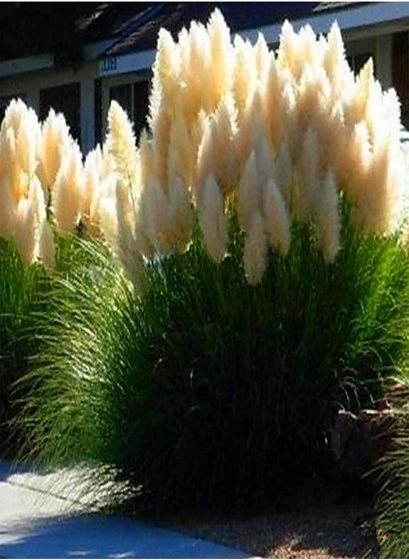 GGOOT - 350Pcs Plant Seeds Quick Germination Multi-Color Pampas Grass Plant Ornamental Seeds for Outdoor - Red Pampas Grass Seeds - Flower Seeds Vegetable Seeds Fruit Seeds Garden Plant Seeds for Planting - Image 1