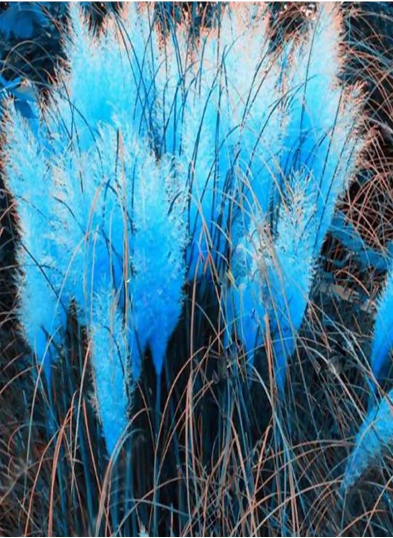 GGOOT - 350Pcs Plant Seeds Quick Germination Multi-Color Pampas Grass Plant Ornamental Seeds for Outdoor - Red Pampas Grass Seeds - Flower Seeds Vegetable Seeds Fruit Seeds Garden Plant Seeds for Planting - Image 1