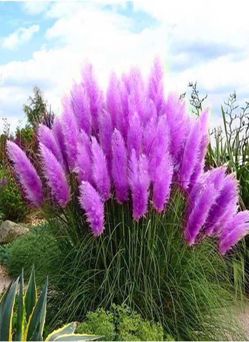 GGOOT - 350Pcs Plant Seeds Quick Germination Multi-Color Pampas Grass Plant Ornamental Seeds for Outdoor - Red Pampas Grass Seeds - Flower Seeds Vegetable Seeds Fruit Seeds Garden Plant Seeds for Planting - Image 1