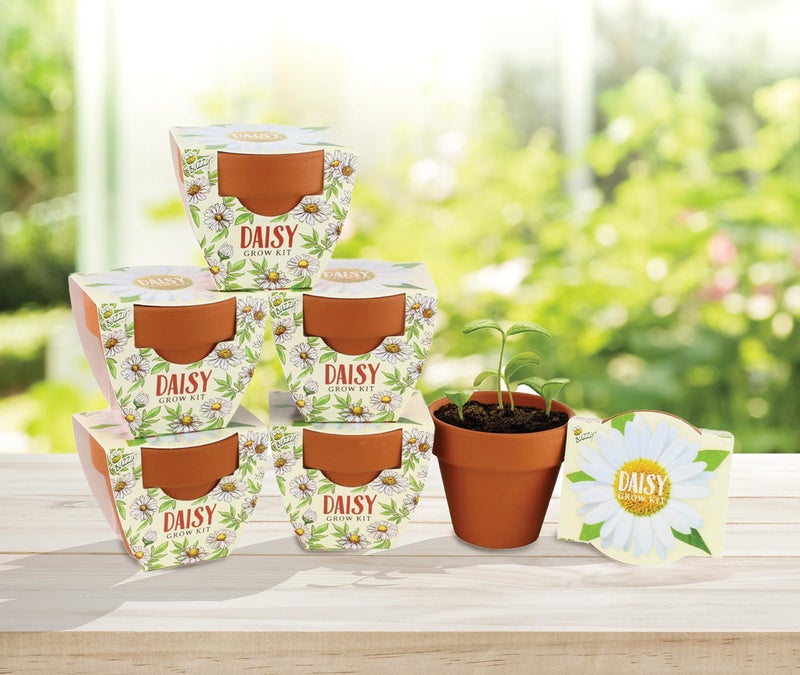 BUZZY Seeds Daisy Daydream Collection Mini Terracotta Grow Pots 6-Pack, All-in-One Starter Kit with Seed Packs and Growing Medium, Wedding Favors, Gardening Gifts, Garden Parties - Image 5