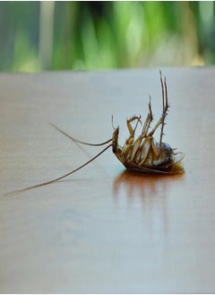 AS SEEN ON TV Victoria New Very Effective Advance Formula Cockroach Gel Bait 1 Pc  - Image 2
