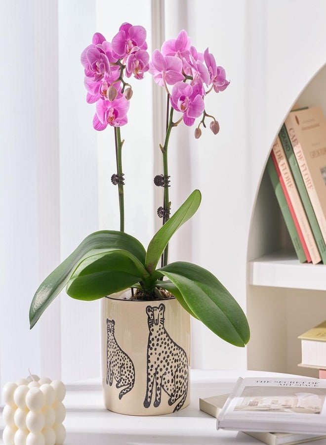 STHIE Indoor Ceramic Plant Pots with Drainage Holes 5 Inch Cute Succulent Flower Pots Small Orchid Planter Pots for Indoor Plants Garden Pots, Two Panthers - Image 2