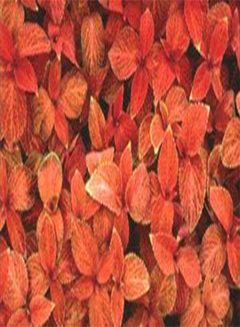 GGOOT Coleus for Shade Wizard Sunset 200 Seeds