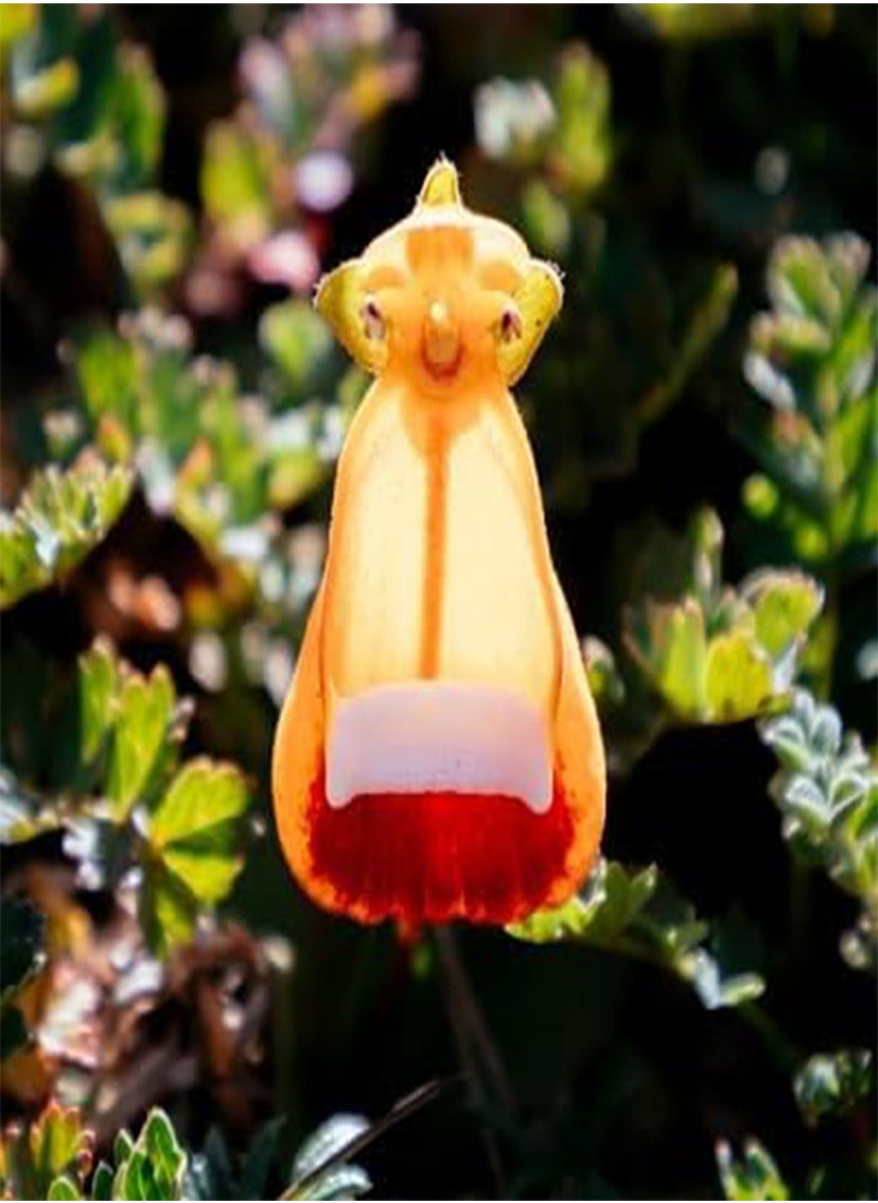 GGOOT - 10pcs Mixed Calceolaria uniflora Flower Seeds - Image 1