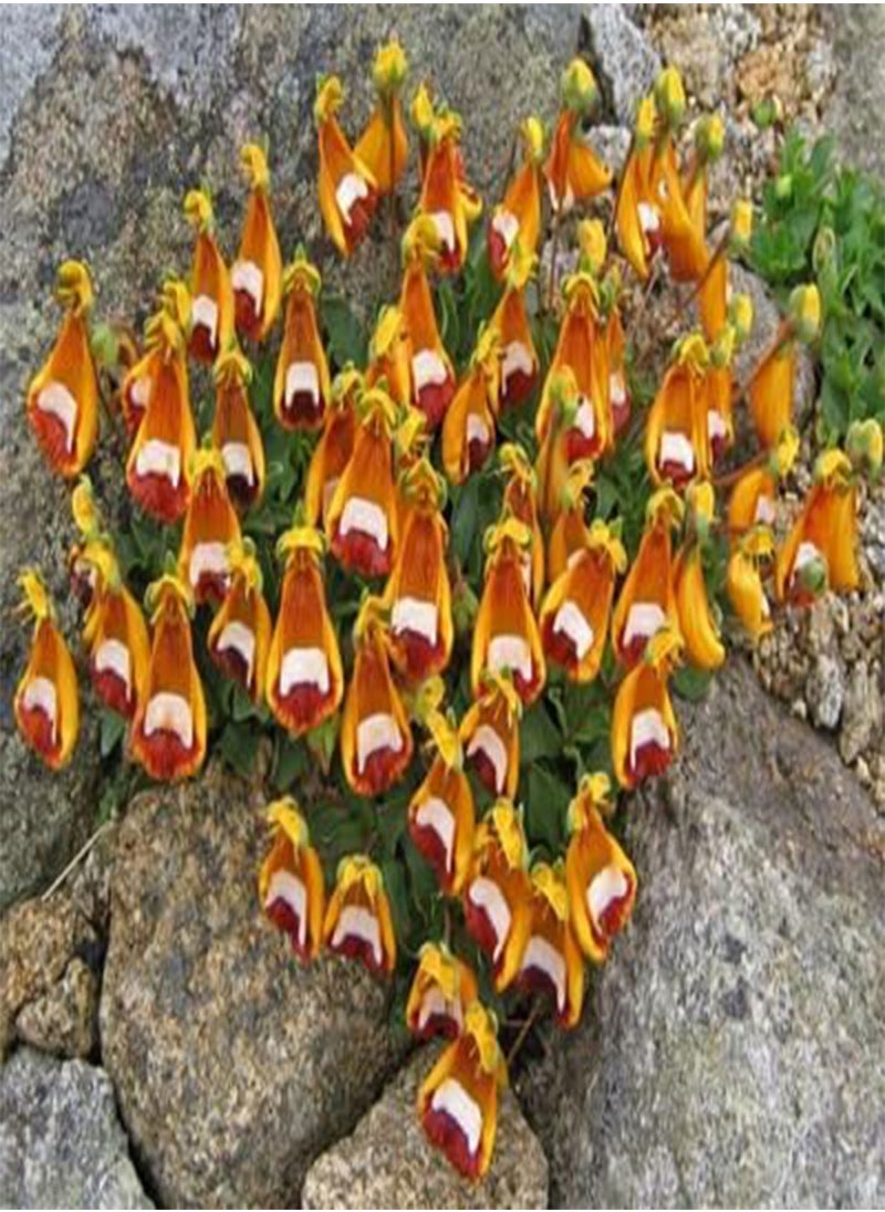 GGOOT - 10pcs Mixed Calceolaria uniflora Flower Seeds - Image 1