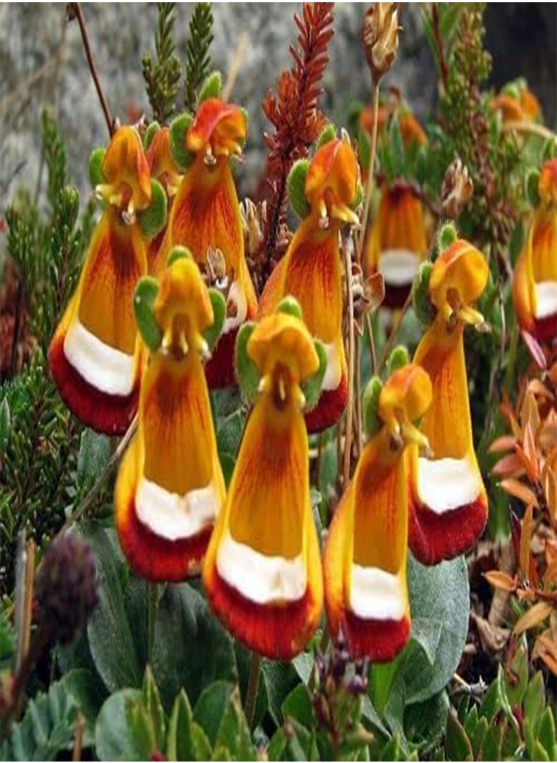GGOOT - 10pcs Mixed Calceolaria uniflora Flower Seeds - Image 1