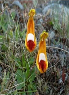 10pcs Mixed Calceolaria uniflora Flower Seeds