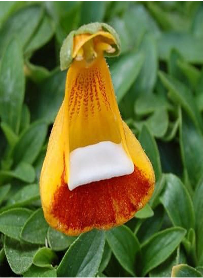 GGOOT - 10pcs Mixed Calceolaria uniflora Flower Seeds - Image 1