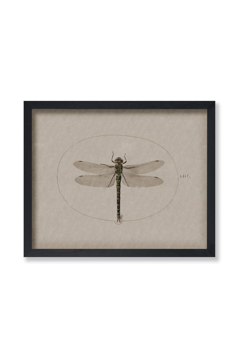 Poster Master Vintage Dragonfly Poster - Dark Academia Artwork - 8x10 Unframed Wall Art - Unique Wall Decor Gift for Home, Living Room, Kitchen, Office, Bedroom, Bathroom - Insect Scientific Print - Image 1