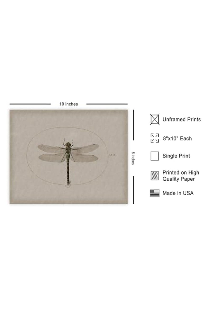 Poster Master Vintage Dragonfly Poster - Dark Academia Artwork - 8x10 Unframed Wall Art - Unique Wall Decor Gift for Home, Living Room, Kitchen, Office, Bedroom, Bathroom - Insect Scientific Print - Image 2