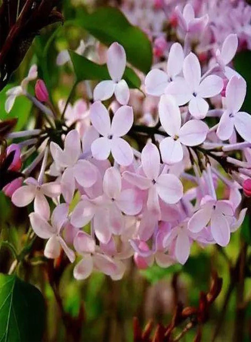 GGOOT 50pcs Lilac Seeds Light Pink Large Tracts Flowers Common Essential Suitable Suitable for Planting in Sun Quickly Enjoy Joy Harvest - Image 1