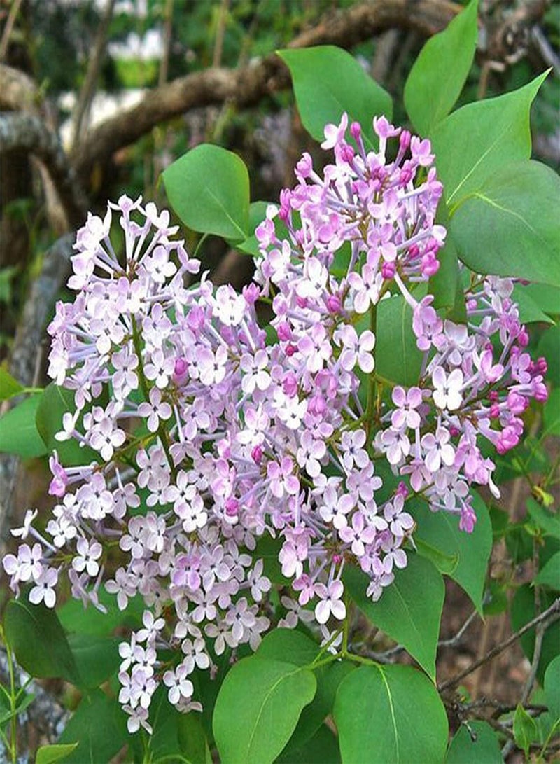 GGOOT 50pcs Lilac Seeds Light Pink Large Tracts Flowers Common Essential Suitable Suitable for Planting in Sun Quickly Enjoy Joy Harvest - Image 3