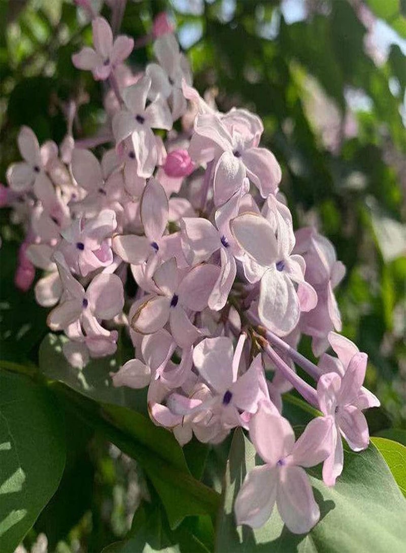 GGOOT 50pcs Lilac Seeds Light Pink Large Tracts Flowers Common Essential Suitable Suitable for Planting in Sun Quickly Enjoy Joy Harvest - Image 2