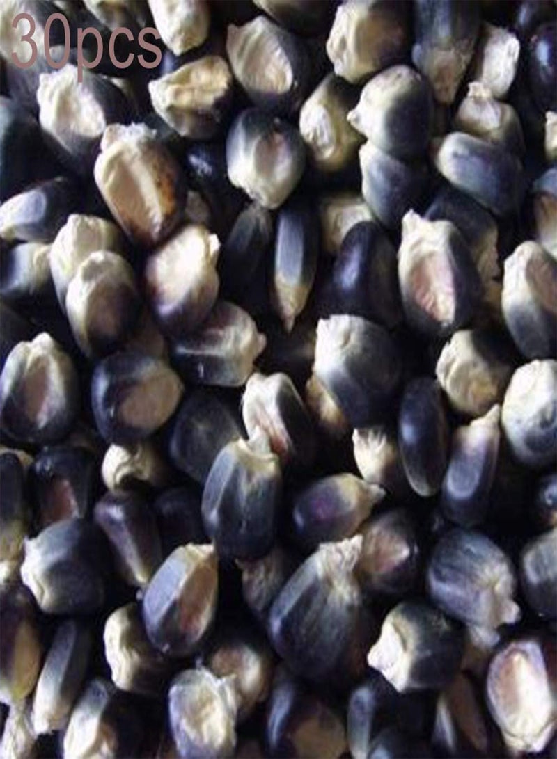 جي جوت 30 قطعة من بذور الذرة الشمعية السوداء، سهلة النمو، محصول خضراوات لذيذ، نباتات فناء المزرعة لزراعة حديقة الفناء الخارجي، بذور الذرة الصفراء - Image 1