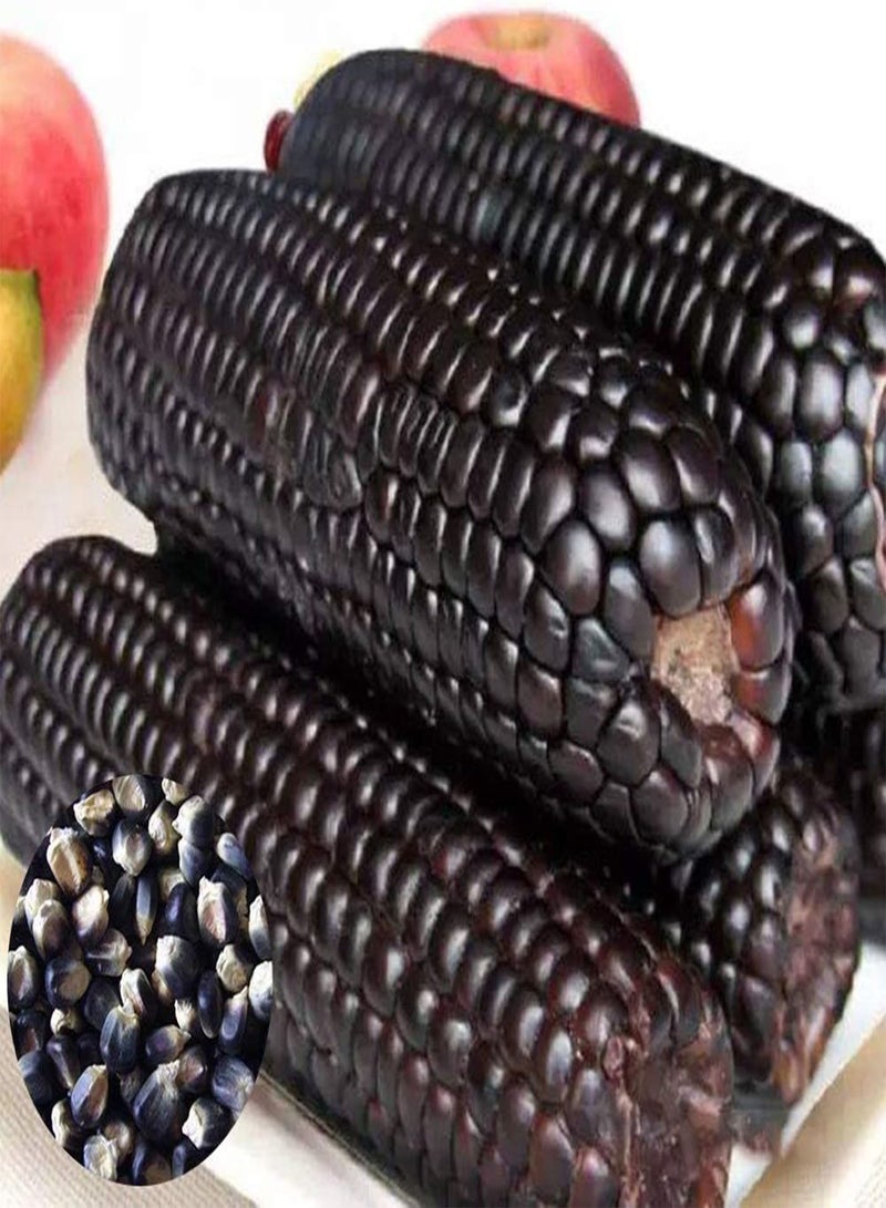 جي جوت 30 قطعة من بذور الذرة الشمعية السوداء، سهلة النمو، محصول خضراوات لذيذ، نباتات فناء المزرعة لزراعة حديقة الفناء الخارجي، بذور الذرة الصفراء - Image 2