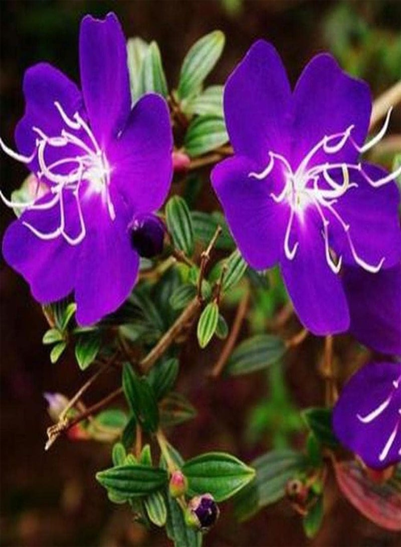 GGOOT 20Pcs Peony Seeds Exotic Mysterious Purple Flowers Add Color to Your Garden Beautify The Environment Loved by Flower Lovers - Image 2