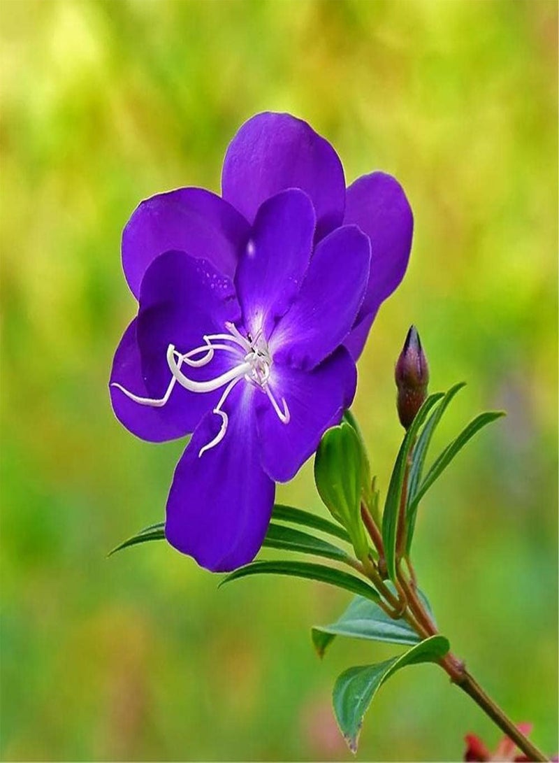 GGOOT 20Pcs Peony Seeds Exotic Mysterious Purple Flowers Add Color to Your Garden Beautify The Environment Loved by Flower Lovers - Image 3