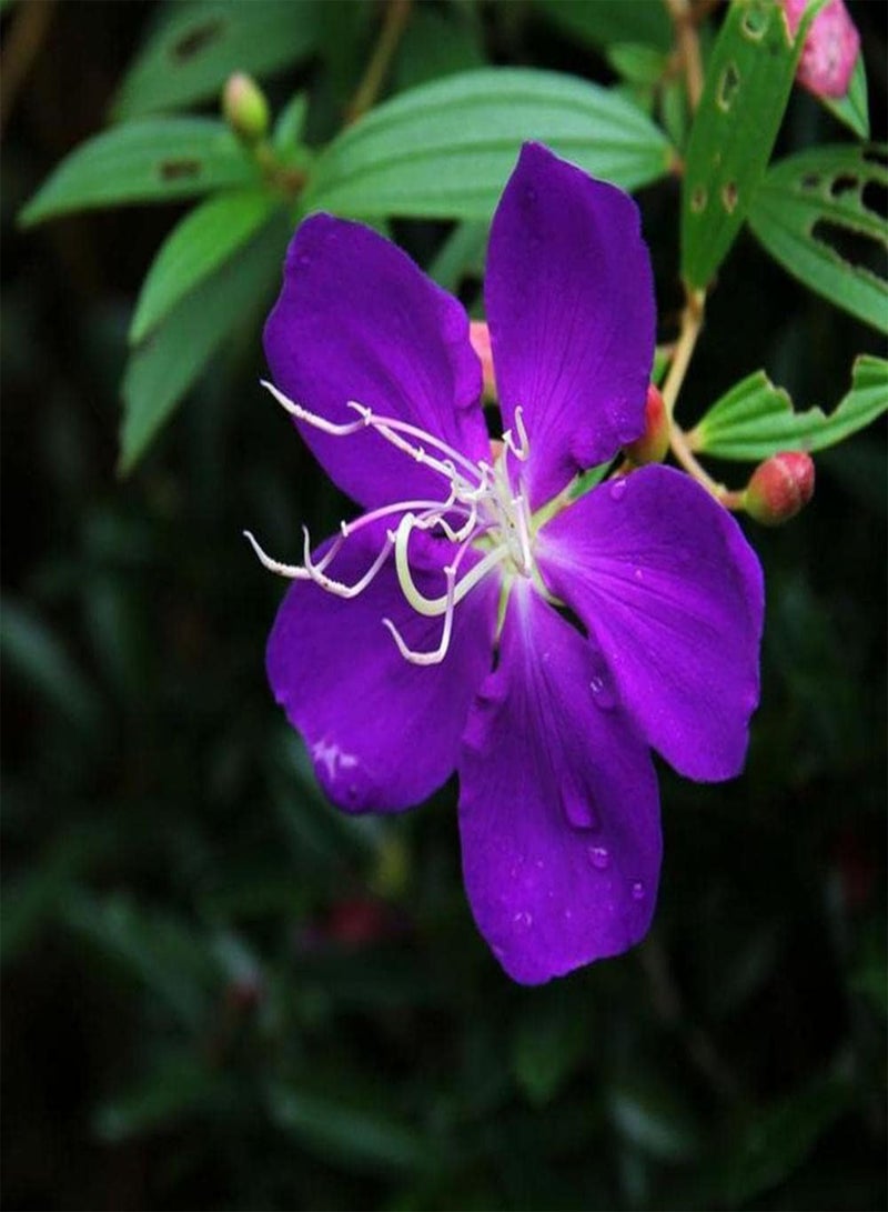 GGOOT 20Pcs Peony Seeds Exotic Mysterious Purple Flowers Add Color to Your Garden Beautify The Environment Loved by Flower Lovers - Image 1